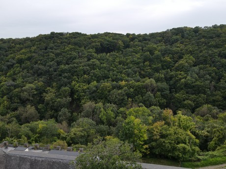 Roes - Burg Pyrmont